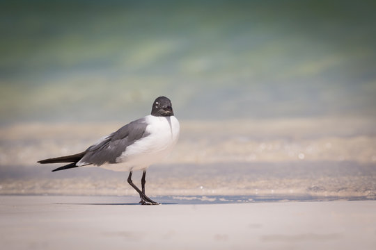 Laughing Gull  - Larus atricilla - Walking On The Beach Sand