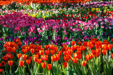 Tulip bloom in the garden with lens blurred effect as foreground and background, some in a row and some of it spread out