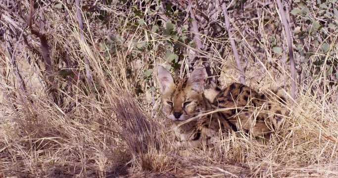Seval African wild cat laying down in bushes looks towards camera - slow motion