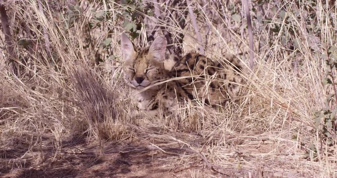 Seval African wild cat rests while keeping head up ready for predators