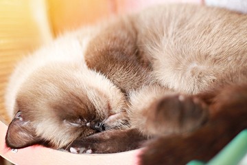 Animals or pets concept : Lovely cat is sleeping in the room, soft focus