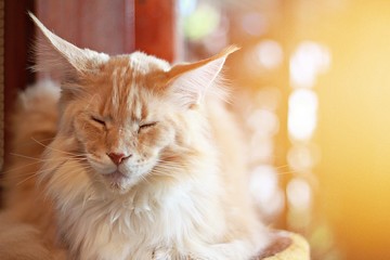 Animals or pets concept : Lovely cat is sleeping in the room, soft focus