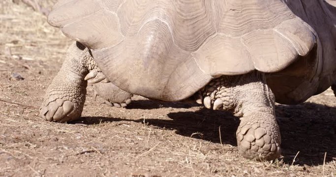 African spurred tortoise walking in desert - close up on back legs