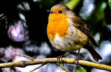 Orange Canary bird sitting on a tree branch