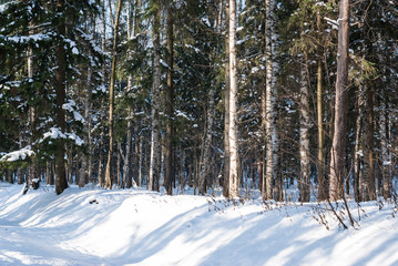 Naklejka premium Trees in a forest glade on a sunny winter day after a snowfall.
