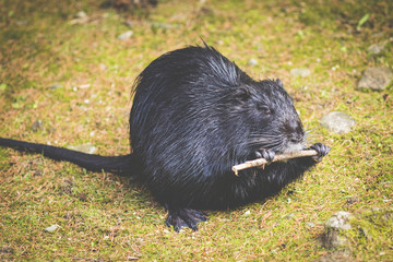 Nutria (Myocastor coypus) in Germany