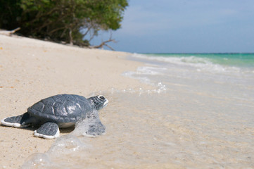 Little sea turtle on sandy beach