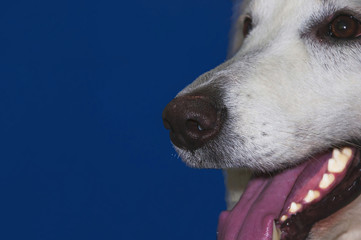Happy, curious face, dog white swiss shepherd breed, isolated on a blue background (concept pets)