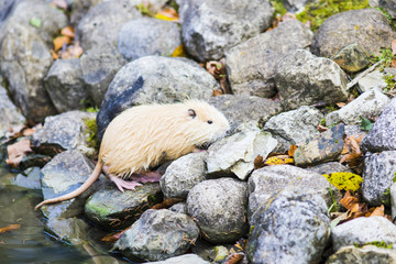 Nutria (Myocastor coypus) in Germany
