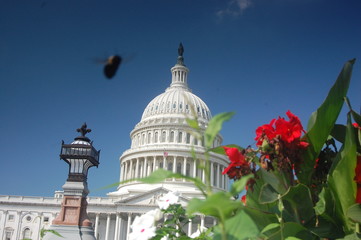Bee over the Capitol Building