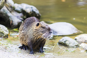Nutria (Myocastor coypus) in Germany