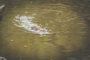 Nutria (Myocastor coypus) in Germany