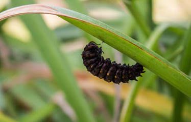 A caterpillar hanging from a blade of grass.