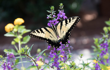 Up close yellow swallowtail butterfly perched on flowers in a garden.
