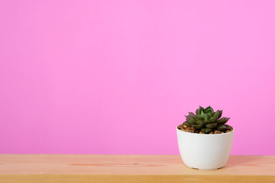 Succulent plant on wood table and pink background with copy space