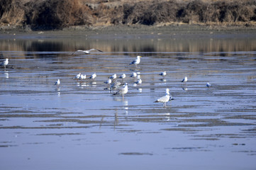 A beautiful bird in wetlands