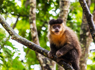 Naklejka na ściany i meble Macaco-prego na floresta