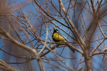 colorful bird on tree