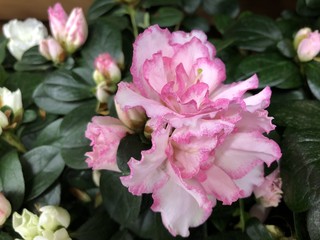 Pink banded azalea bloom