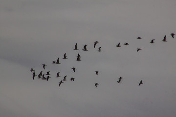 Birds on the sky