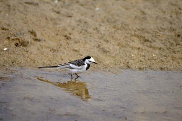 A beautiful bird in wetlands