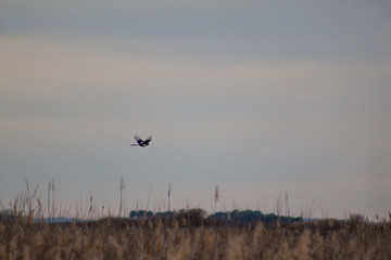 Birds on the sky