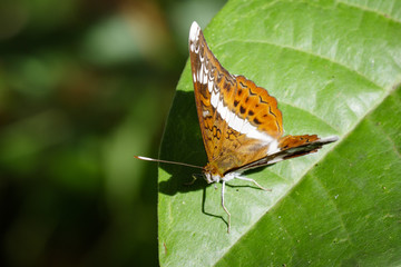 Image of The Knight butterfly (Lebadea martha Fabricius, 1787) on green leaves. Insect Animal