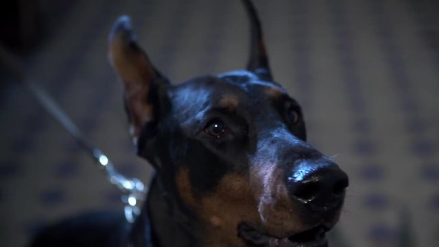 Barking doberman shot in slow-mo