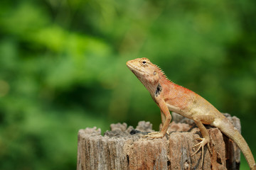 Image of brown chameleon on the stumps on the natural background. Reptile. Animal.