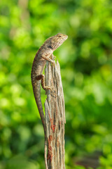 Image of brown chameleon on the stumps on the natural background. Reptile. Animal.