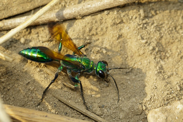 Image of Jewel Wasp or Emerald cockroach wasp (Ampulex compressa) on the ground. Insect. Animal.