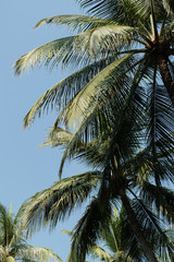 Fototapeta na wymiar Coconut palm trees at hua hin beach thailand