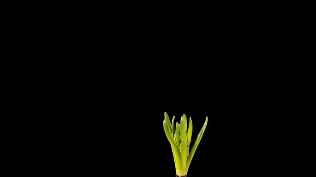 Time-lapse of white hyacinth flowers blooming.