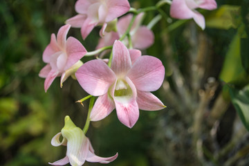 Dendrobium is a huge genus of orchids. There are in south, east and southeast Asia. Named from the...
