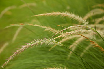 beautiful yellow grass