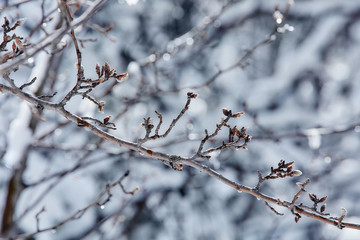 Winter fairytale looking after snowstorm nature beauty