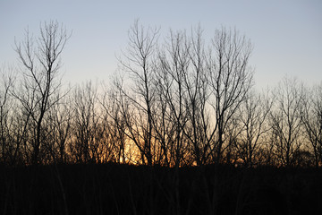Trees covering the sunset during the autumn