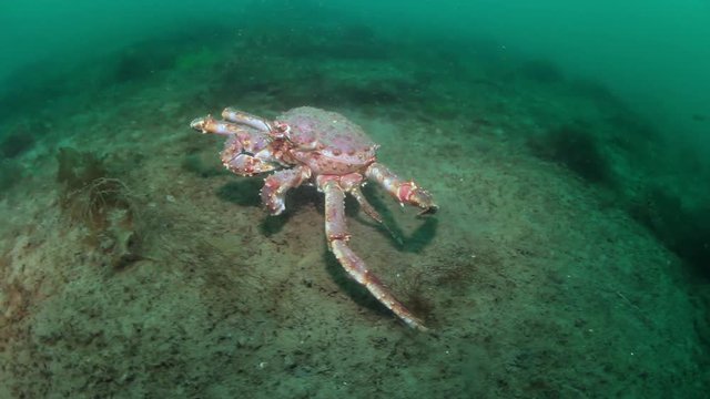 Giant king crab underwater on seabed Barents Sea in Russia. Diving in cold water on background of blue lagoon. Relax video about marine animals in world of wildlife.