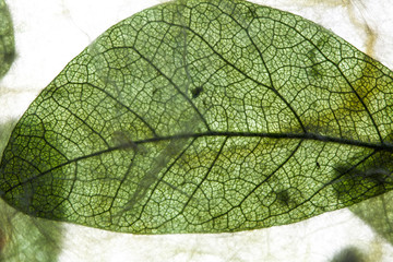 Close-up Dry leaves green in Mulberry paper on white background with copy space