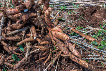 Cassava in farm