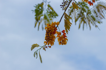 flowers in a tree in venezuela