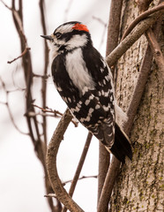 Downy Woodpecker - Male