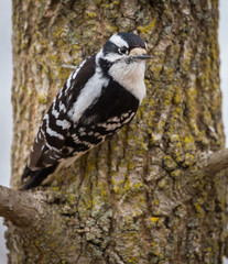 Downy Woodpecker - Female