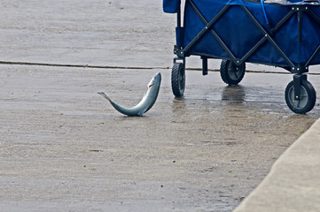 Men fishing for small spring coho salmon at the shore of Lake Michigan