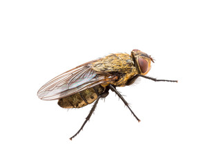 Ugly Diptera Fly Insect Isolated on White Background