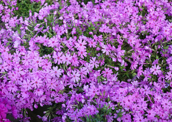 pink flower blooming in spring season