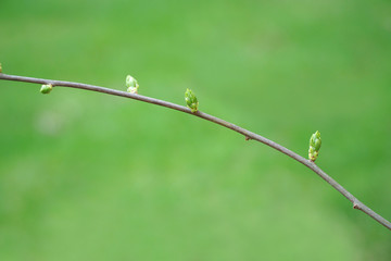 close up on new grown leaves on tree branch