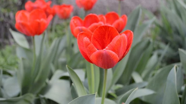 spring tulip under rain / video with flowering red tulips under spring rain