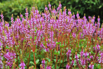 Naklejka premium Spring wild flowers on green meadow