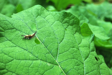 Caterpillar on a big leaf
